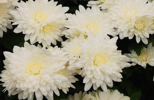 Chrysanthemum-7